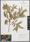 Foto von Salix neotricha Goerz